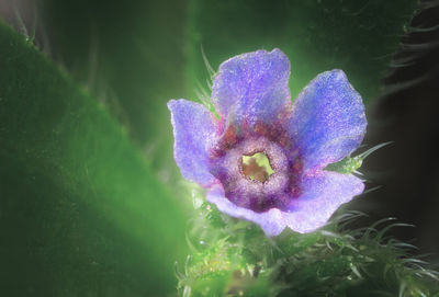 Close-up of purple flowering plant