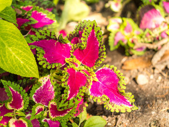 Close-up of pink flowers growing on plant