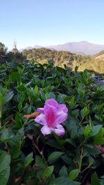 Close-up of fresh purple flowers blooming against sky