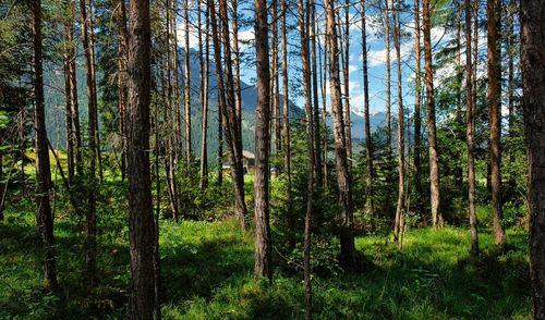 Pine trees in forest