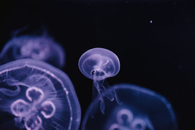Close-up of jellyfish swimming in sea