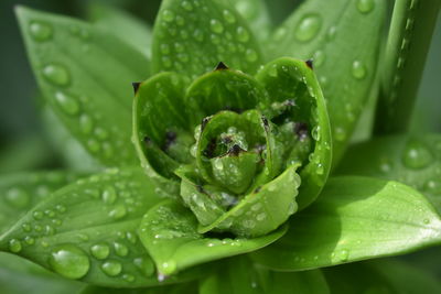 Close-up of raindrops on leaves