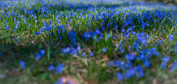 Close-up of grass