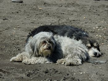 Close-up of dog lying on sand