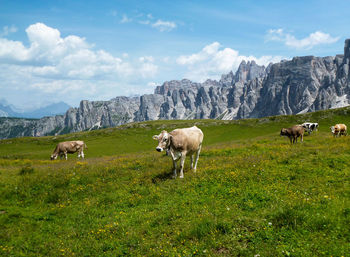 Horses in a field