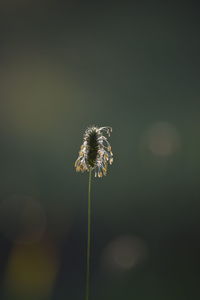 Close-up of wilted dandelion flower