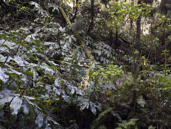 Trees and plants growing on field in forest