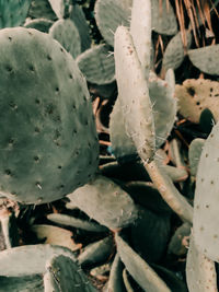 High angle view of succulent plant