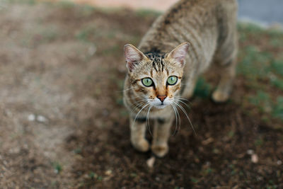 Portrait of tabby cat on field