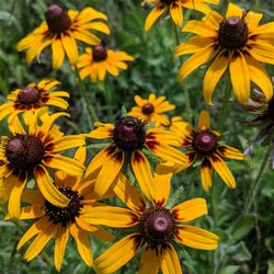 Close-up of sunflowers