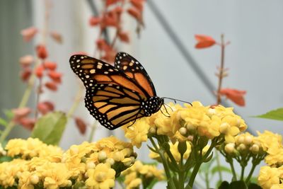 Close-up of butterfly pollinating on flower