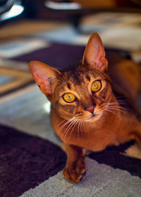 Purebred abyssinian lying down staring at camera