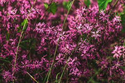 Close-up of plants