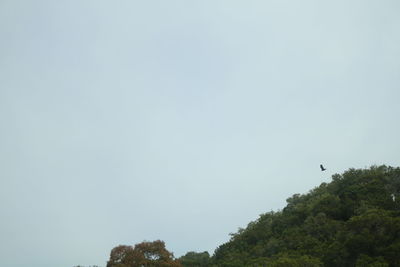 Low angle view of trees against clear sky