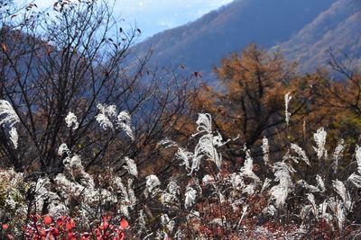 Bare trees and plants against sky