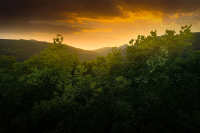 Scenic view of trees against sky during sunset