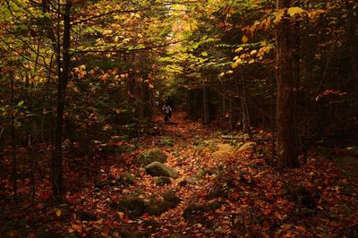 Dog amidst trees in forest during autumn