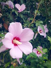 Close-up of pink rose