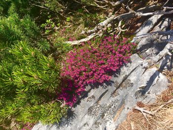 High angle view of pink flowering plants on field