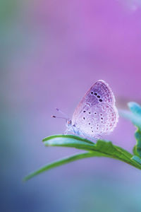 Close-up of butterfly on pink flower
