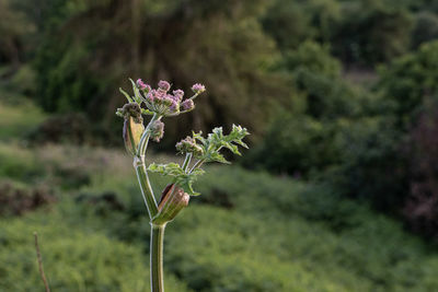 Close-up of purple flowering plant on field