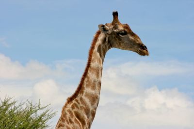 Side on portrait of wild angolan giraffe giraffa camelopardalis angolensis etosha namibia.