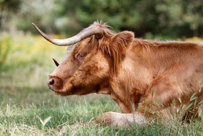 Cow sitting on field