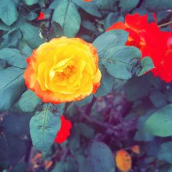 Close-up of orange rose