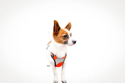 Small dog looking away against white background