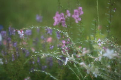 Close-up of water drops on plant