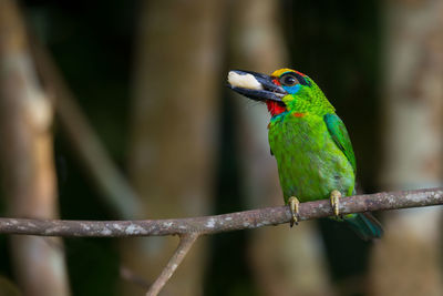 Close-up of parrot perching on leaf