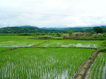 Scenic view of rice field against sky