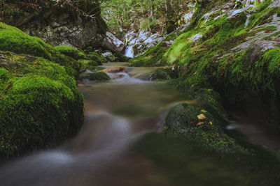 Stream flowing through rocks in forest