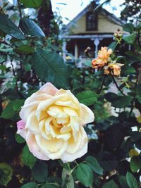 Close-up of rose blooming outdoors