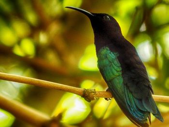 Close-up of bird perching on tree
