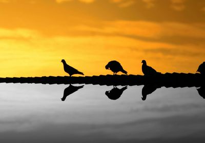 Silhouette of bird at sunset