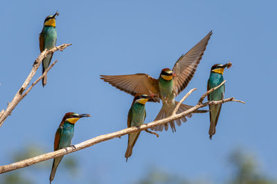 Low angle view of birds flying against blue sky