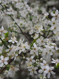 Close-up of white cherry blossoms in spring