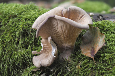 Close-up of mushroom in field