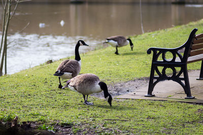 Ducks on a field