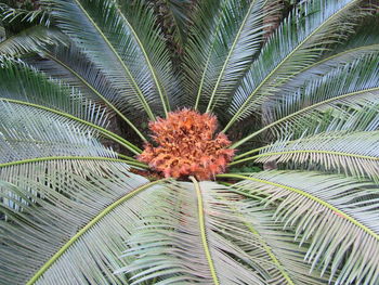 Close-up of palm tree