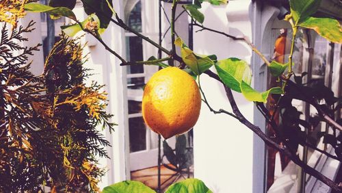 Low angle view of fruits on tree