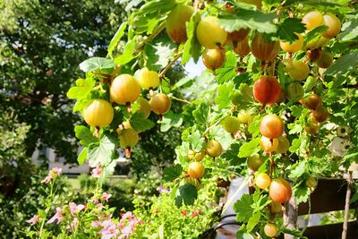 Close-up of fruits growing on tree