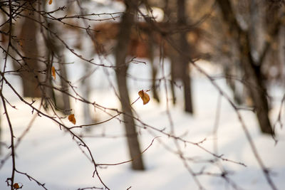 Close-up of bee flying against bare branches