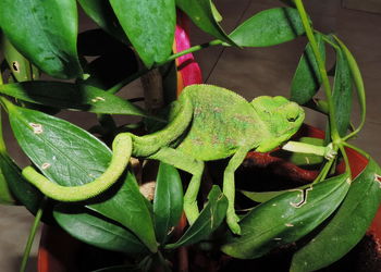 Close-up of lizard on plant