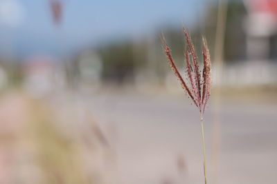 Close-up of flowering plant on field against sky