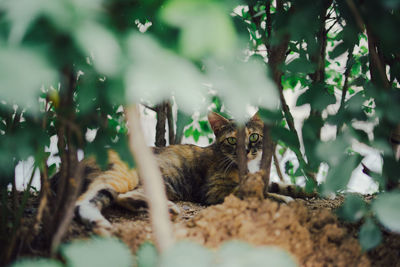 Portrait of cat relaxing on land