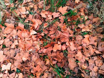 Full frame shot of maple leaves on field