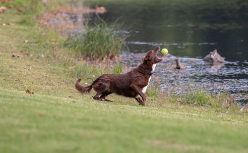 Dog playing with tennis ball by lake