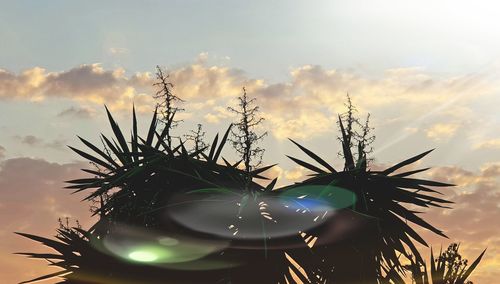 Low angle view of flowering plants against sky during sunset